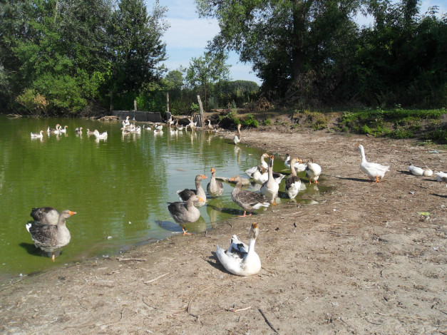 Обои картинки фото животные, гуси