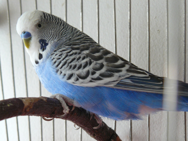 Обои картинки фото животные, попугаи, клетка, попугай