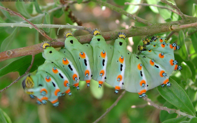 Обои картинки фото животные, гусеницы, гусеница
