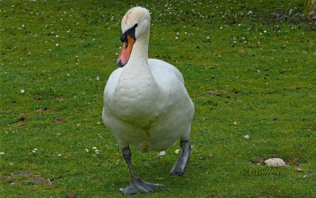 Обои картинки фото животные, гуси, гусь