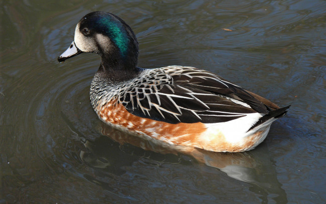 Обои картинки фото животные, утки