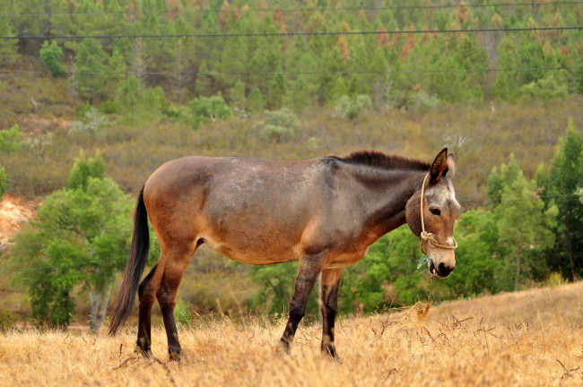 Обои картинки фото животные, ослы, ишак
