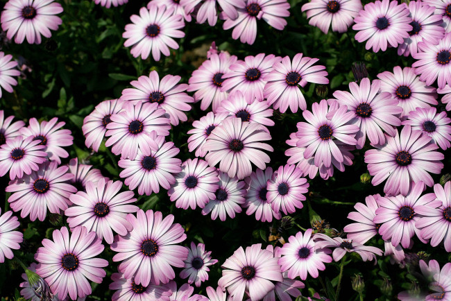 Обои картинки фото цветы, диморфотеки