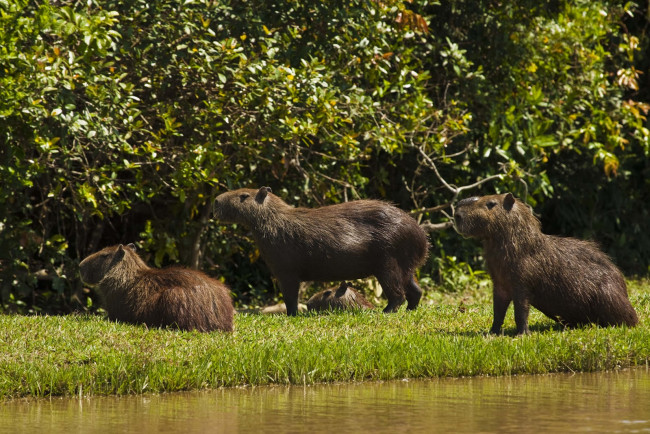 Обои картинки фото животные, капибары