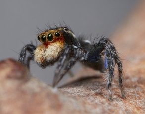 Картинка животные пауки джампер глазки лапки паук макро