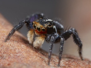 Картинка животные пауки лапки паук макро джампер глазки
