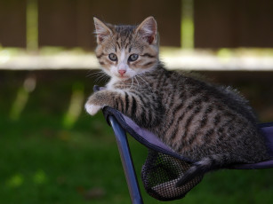 Картинка животные коты взгляд котёнок малыш