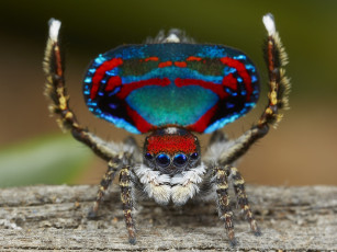 Картинка животные пауки джампер глазки лапки паук макро