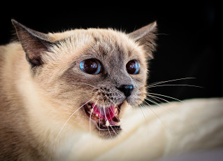 Картинка животные коты киса