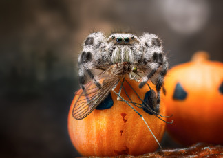 Картинка животные пауки паучок
