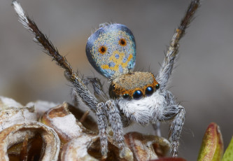 Картинка животные пауки лапки паук макро джампер глазки
