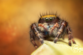 Картинка животные пауки паучок