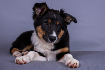 Картинка животные собаки щенок