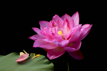 Картинка цветы лотосы фон лепестки бутон