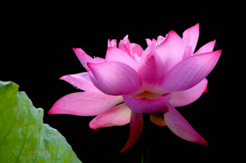 Картинка цветы лотосы фон лепестки бутон