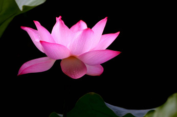 Картинка цветы лотосы лепестки бутон фон