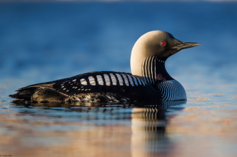 Картинка животные Чомги+ поганки озеро птица