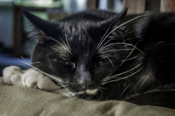 Картинка животные коты киса коте кошка спит усы ушки