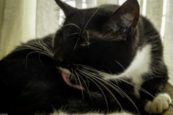 Картинка животные коты киса усы ушки вылизывается кошка коте