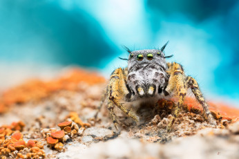 Картинка животные пауки паучок