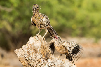 Картинка животные птицы пара