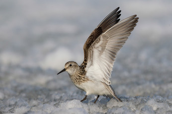 Картинка животные птицы птица