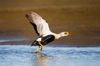 Картинка животные утки озеро бег утка