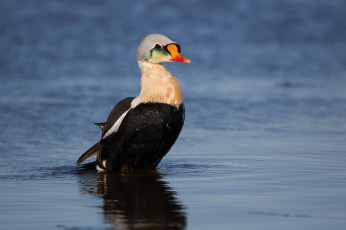 Картинка животные утки утка озеро