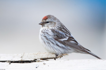 Картинка животные воробьи птичка