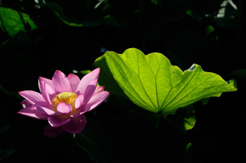 Картинка цветы лотосы цветок вода