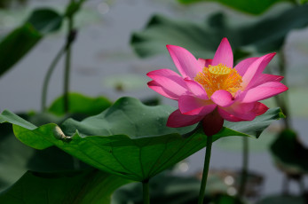 Картинка цветы лотосы цветок вода