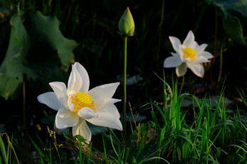 Картинка цветы лотосы вода цветок