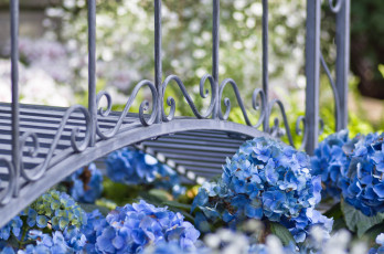 Картинка цветы гортензия мост