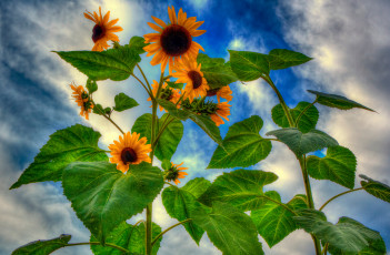 Картинка цветы подсолнухи подсолнух листья облака небо лепестки