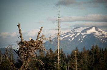 Картинка животные гнезда+птиц пейзаж орёл гнездо