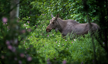 Картинка животные лоси лес растения лось