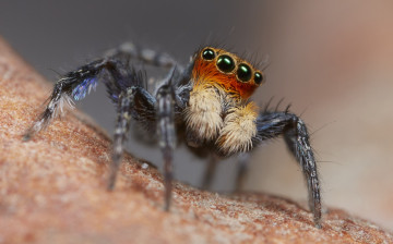 Картинка животные пауки макро джампер глазки лапки паук