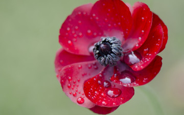 Картинка цветы вода роса капли растение природа лепестки цветок