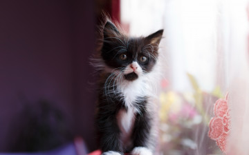 Картинка животные коты фон котёнок взгляд