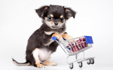 Картинка животные собаки собака щенок фон