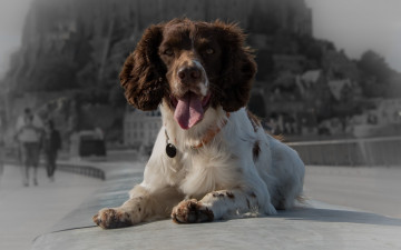 Картинка животные собаки взгляд язык собака