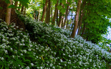 Картинка цветы луговые+ полевые +цветы лес