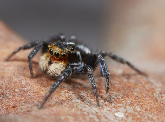 Обои картинки фото животные, пауки, джампер, глазки, лапки, паук, макро