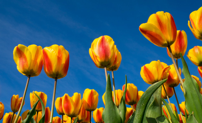 Обои картинки фото цветы, тюльпаны, лепестки, листья, небо, природа