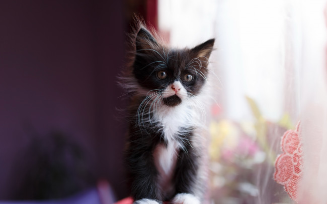 Обои картинки фото животные, коты, фон, котёнок, взгляд