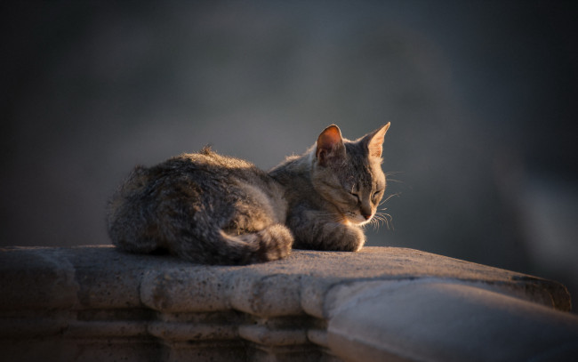 Обои картинки фото животные, коты, кошка, фон, взгляд