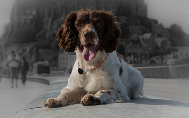 Обои картинки фото животные, собаки, взгляд, язык, собака