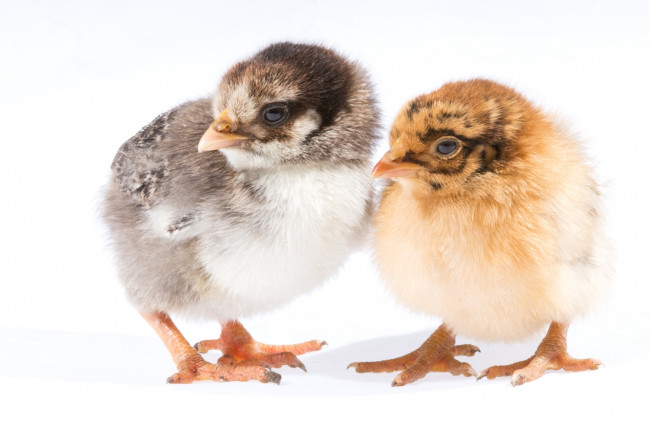 Обои картинки фото животные, куры,  петухи, птица, малыши, парочка, цыпленок