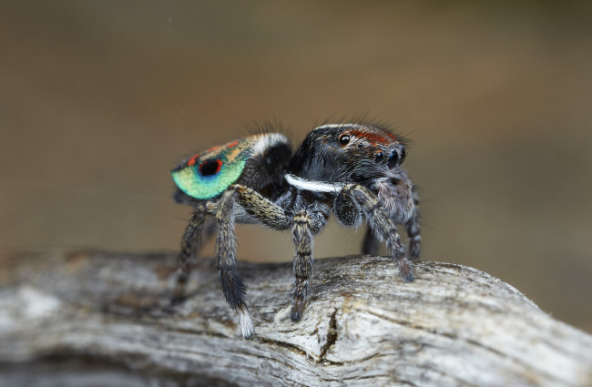 Обои картинки фото животные, пауки, джампер, глазки, лапки, паук, макро