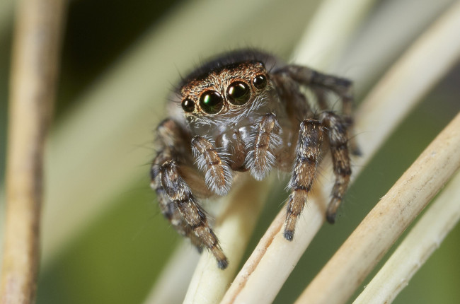 Обои картинки фото животные, пауки, джампер, глазки, лапки, паук, макро